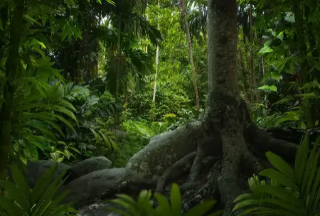 amazon-Rainforest-2